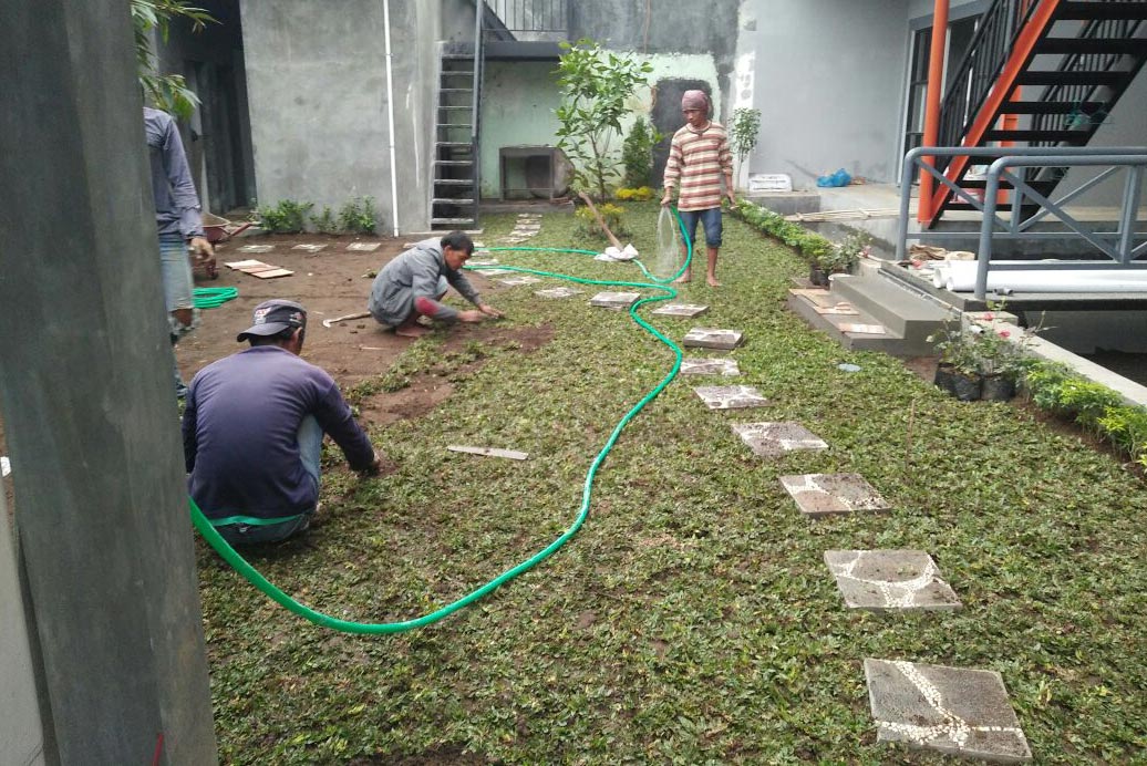 Penanaman rumput taman