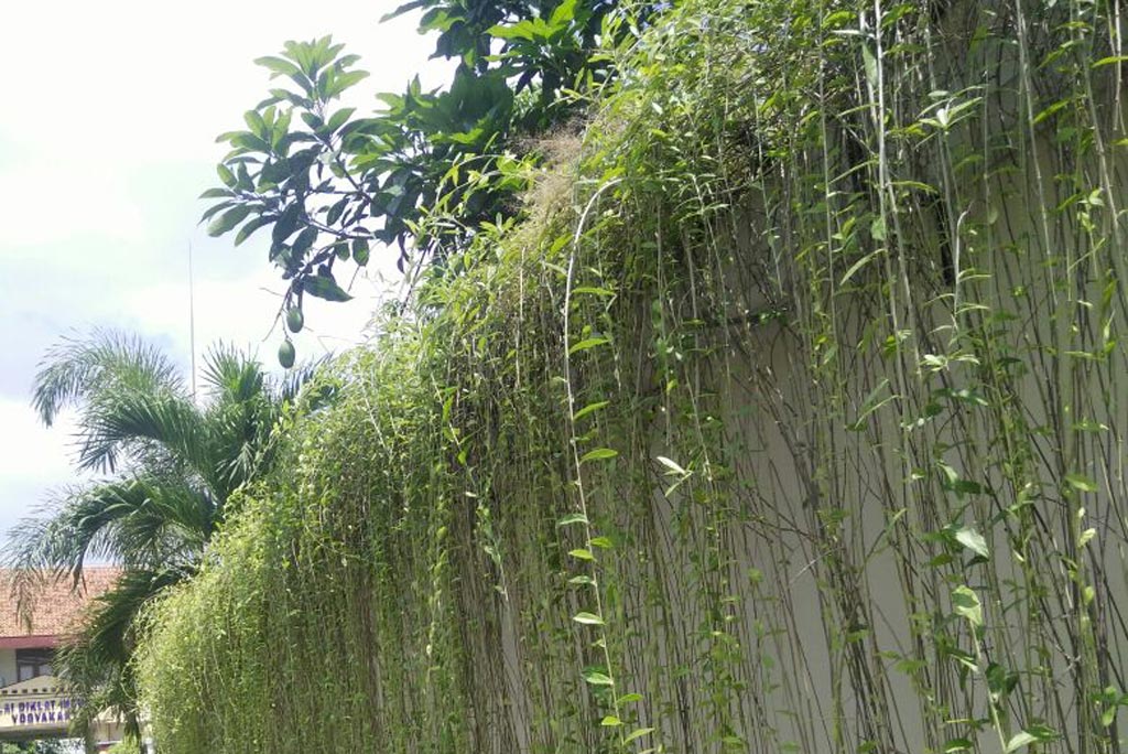 Rumput Taman Barokah garden